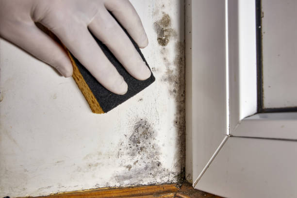 Best Post-Construction Mold Inspection  in Horn Lake, MS